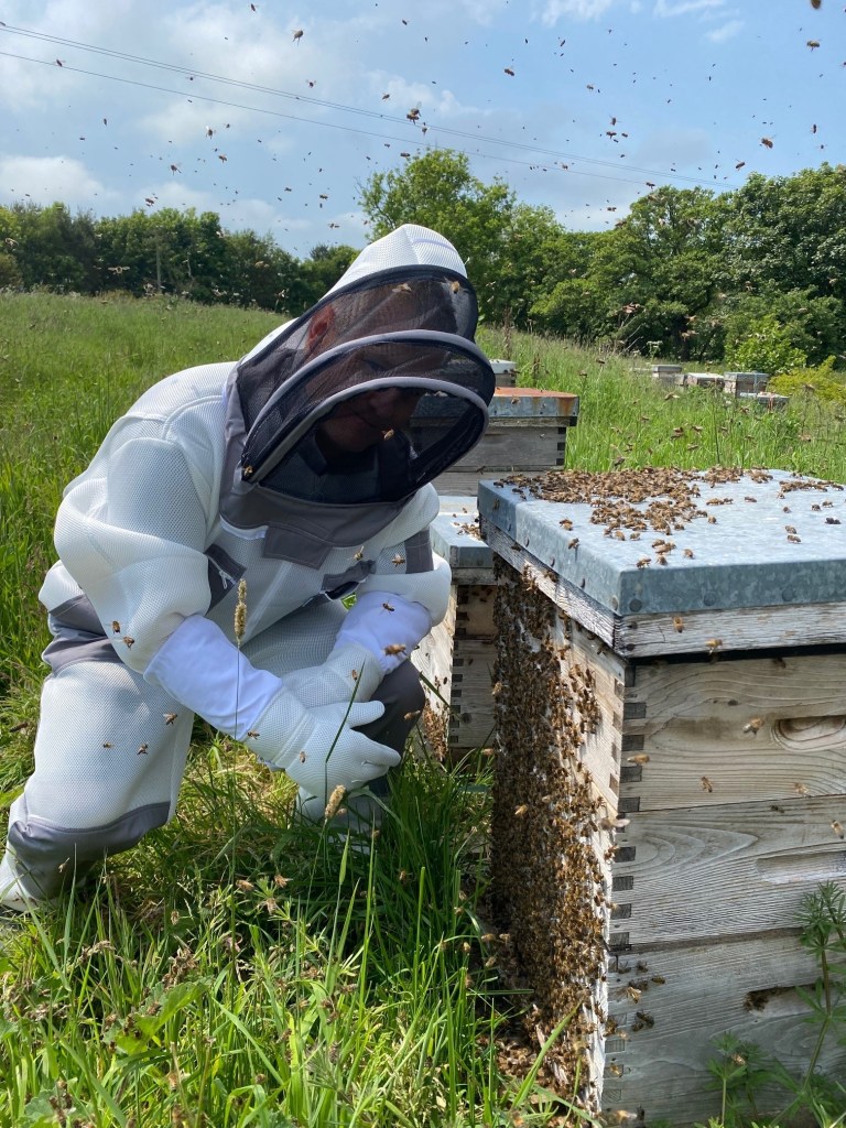 Honeybee swarm