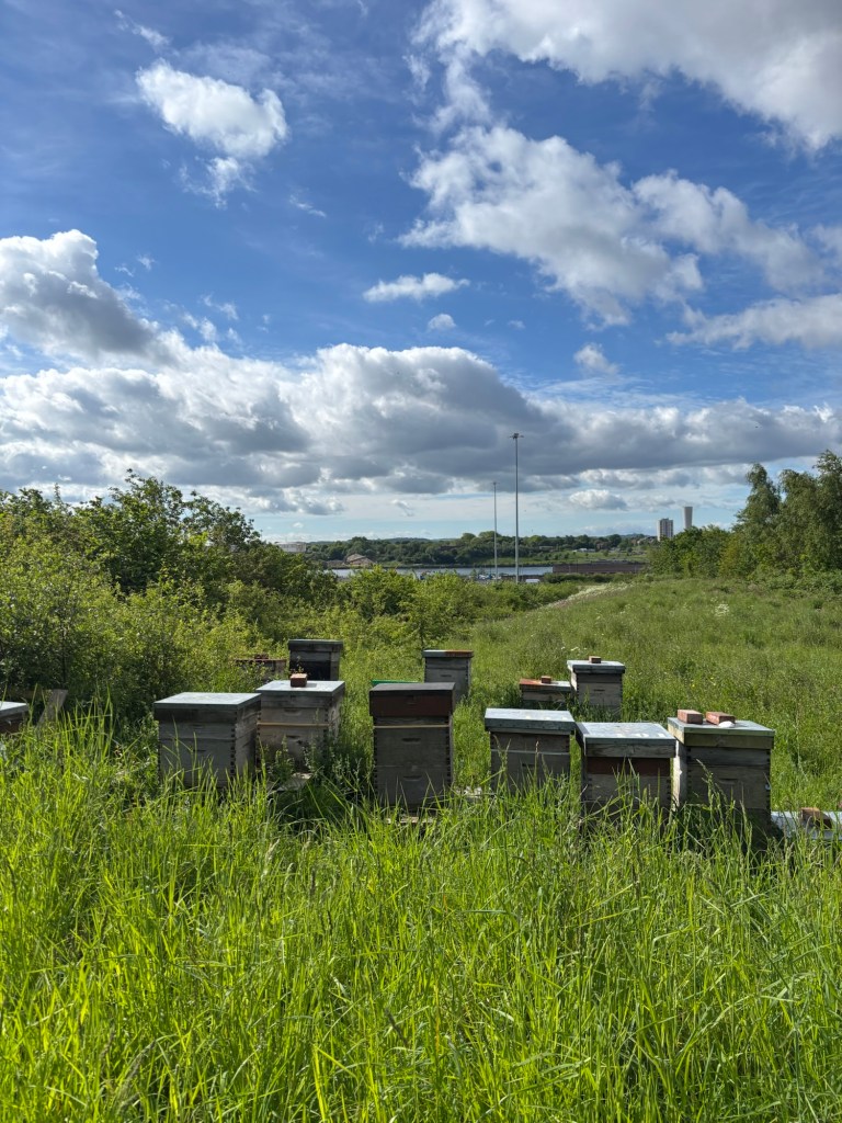 3Farm Honey trade honey